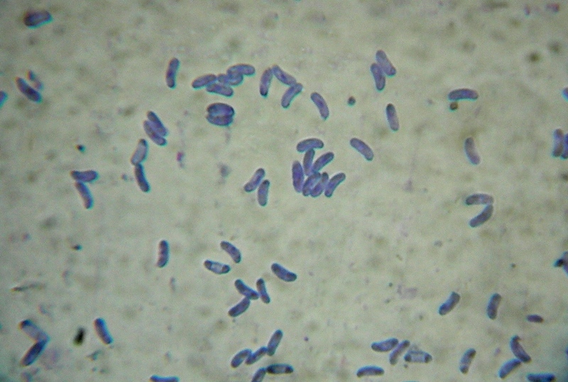 Sfida al microscopio!!